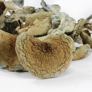 BLUE MEANIE MUSHROOMS- one ounce
