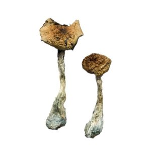 A+ Magic Mushrooms