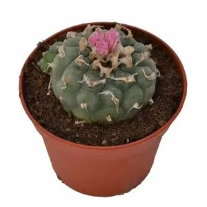 PEYOTE DECIPIENS LOPHOPHORA DECIPIENS
