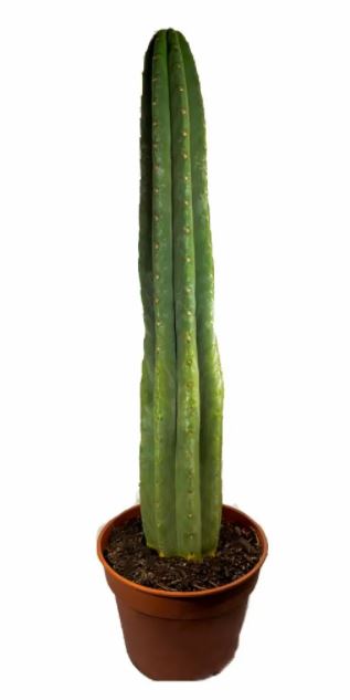 Buy San Pedro Cactus